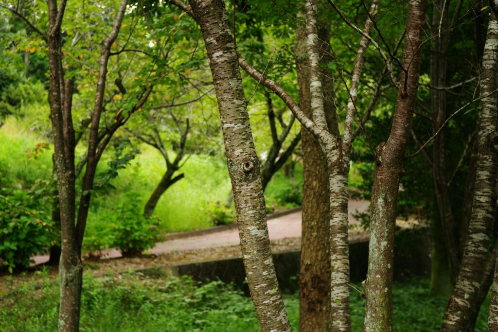 Prirodni krajolik Parka prirode Medvednica, zelena oaza blizu Zagreba